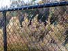 Black Vinyl Coated Chain Link Fence in Raleigh NC
